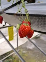 セミの画像