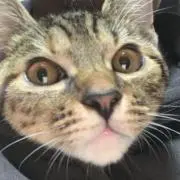 マンマルコ