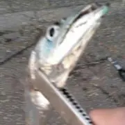 しょういち プロフ読んでください。