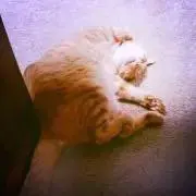 ゆいゆいの画像