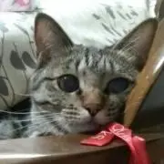ニコの画像