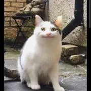 いあ