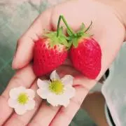 Plaの画像