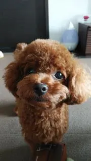 きょん