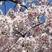 ユウキの画像