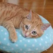 みそしる