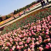 【2点目半額SALE】まる。の画像
