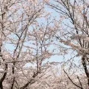 maneccoの画像