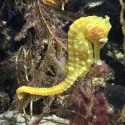 ANRUの画像
