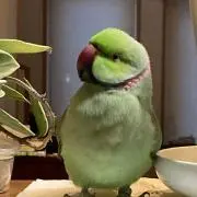 pipi