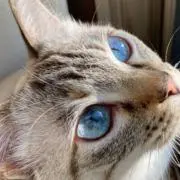 みつき。