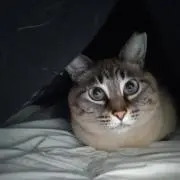 あなぐまバジャーの画像
