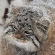 みかんネコの画像