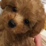 snyの画像