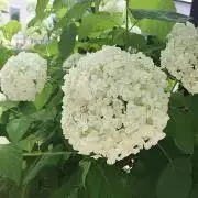 アナベル