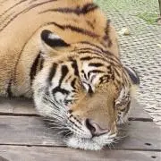 ゆーの画像