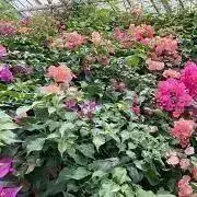 みいの画像