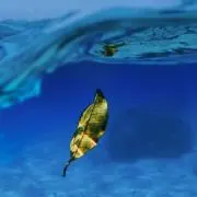 おにくの画像