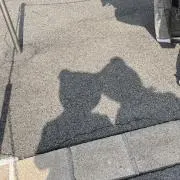 Mariの画像