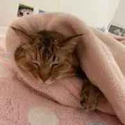 みっきいの画像