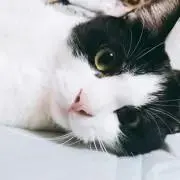 raiの画像