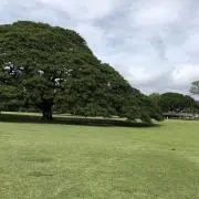 ruru