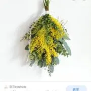 mimosa