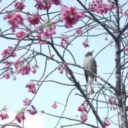 おでんの画像