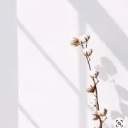 marucoの画像