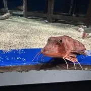 くう