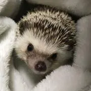 エミエミの画像