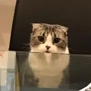 にゃんた♡プロフ必読