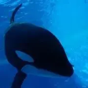あおいの画像