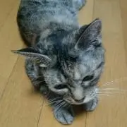 たろのすけ