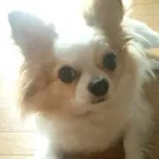 MOKOの画像