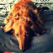 ともぞう