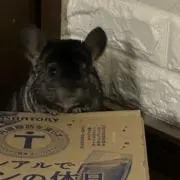 Image of うさぎのとら