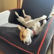 ぴぴぴの画像