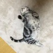 K.Kの画像