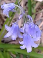 ミラベルの缶詰