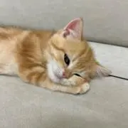 nene000の画像