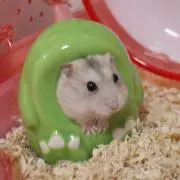 うりの画像