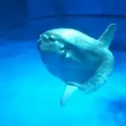 しょこの画像