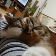 qomの画像