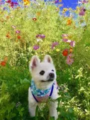 まめ太郎