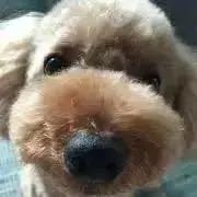 coheyの画像