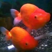 蘭の画像