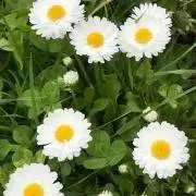 RIRIの画像
