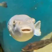 モグラの画像