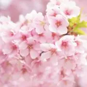 ✴︎miou✴︎ 平日発送の画像
